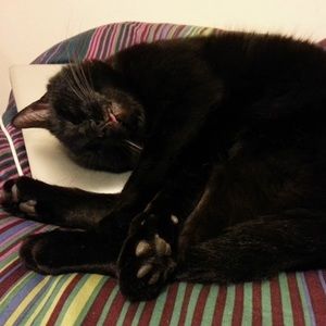 Meet your Posher, Jules